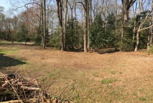 After: brush and shrub removal